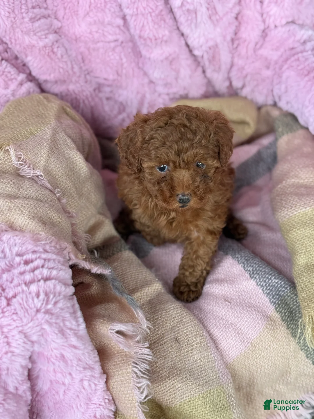 Toy Poodle dogs for sale: Nana - Ad 11