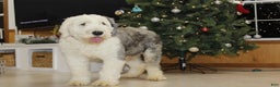 Old English Sheepdog dogs for sale: AKC Misty - Ad 3