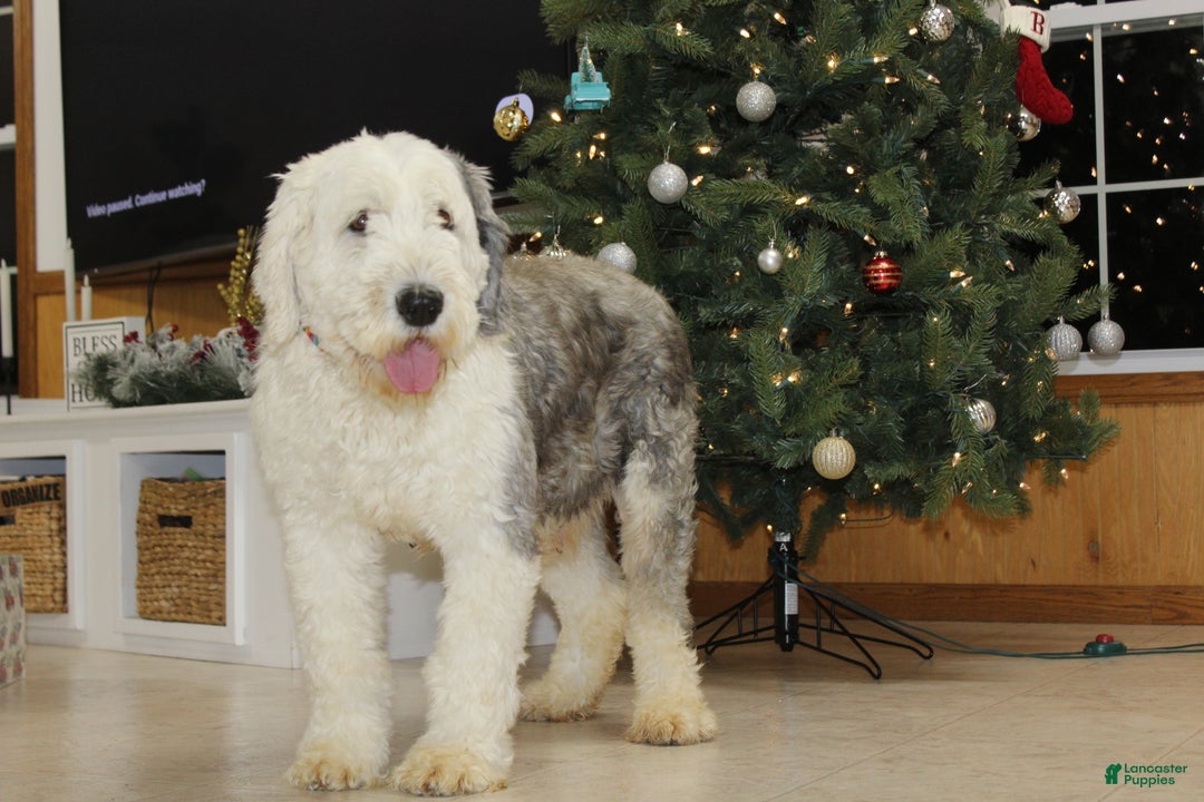 Old English Sheepdog dogs for sale: AKC Misty - Ad 3
