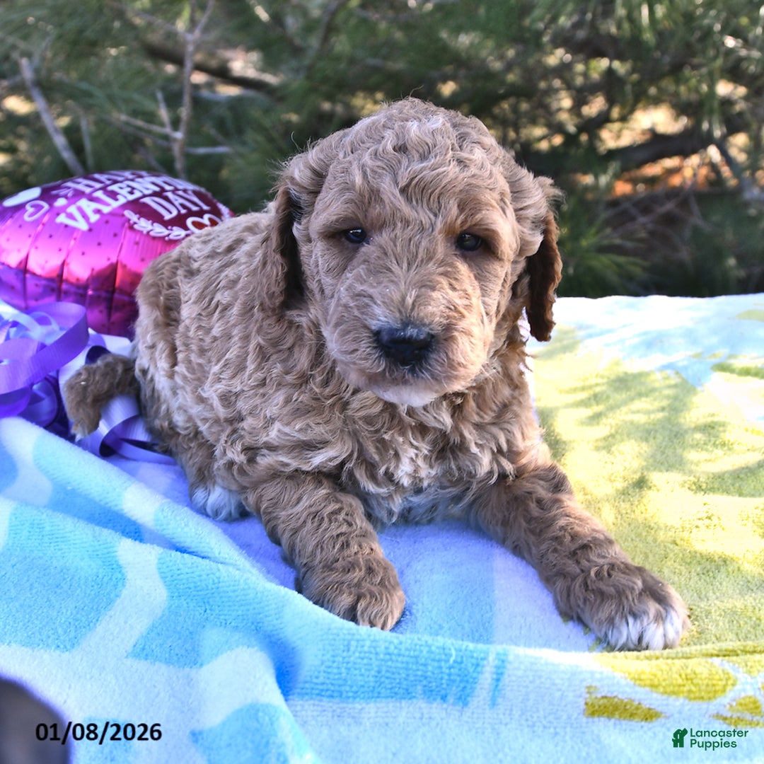 Mini Goldendoodle dogs for sale: Oscar - Ad 1
