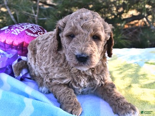 Mini Goldendoodle dogs Oscar - Ad 42