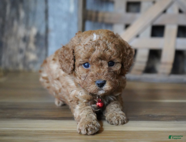 Cavapoo dogs Cupcake - Ad 1