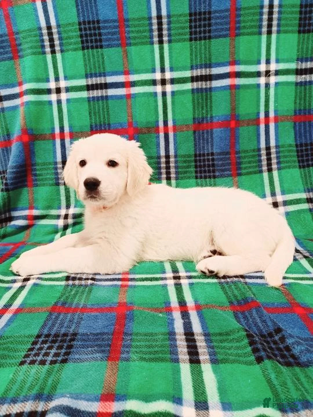 Golden Retriever dogs for sale: Golden Retriever Puppy 6 - Ad 3