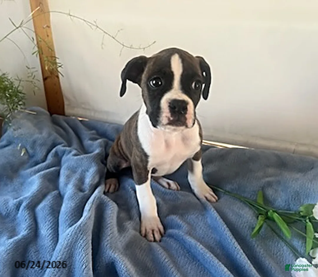 Boxer dogs for sale: Rambo - Ad 7