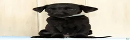 Labrador Retriever dogs for sale: Brady - Ad 3