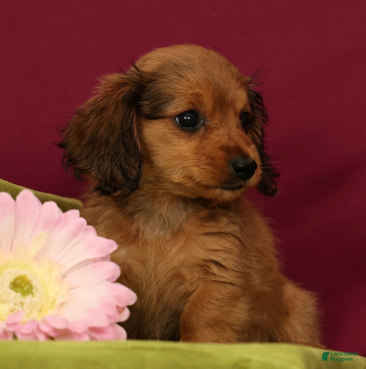 Miniature Dachshund dogs Sammy - Ad 2