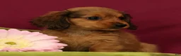 Miniature Dachshund dogs for sale: Sammy - Ad 2