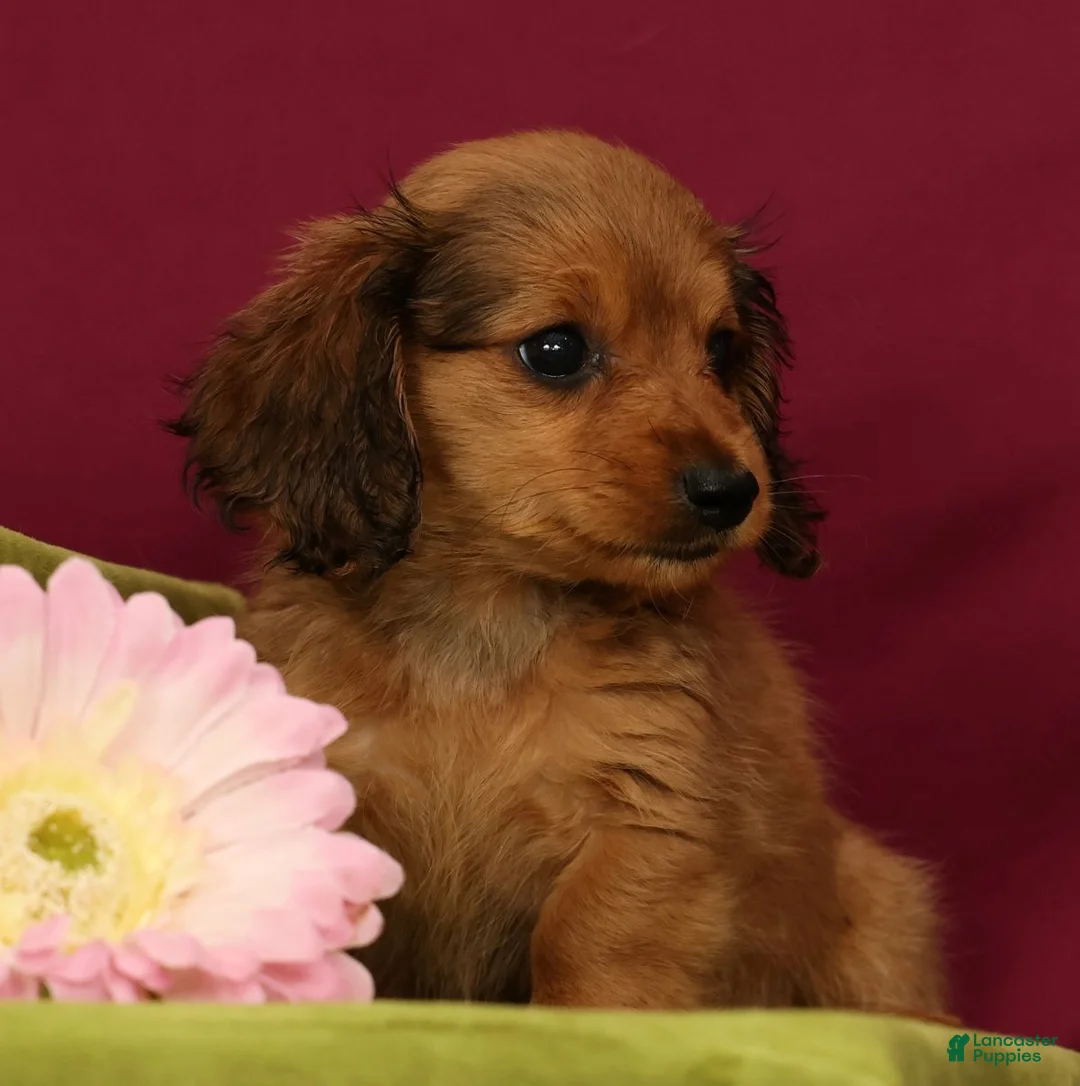 Miniature Dachshund dogs for sale: Sammy - Ad 2