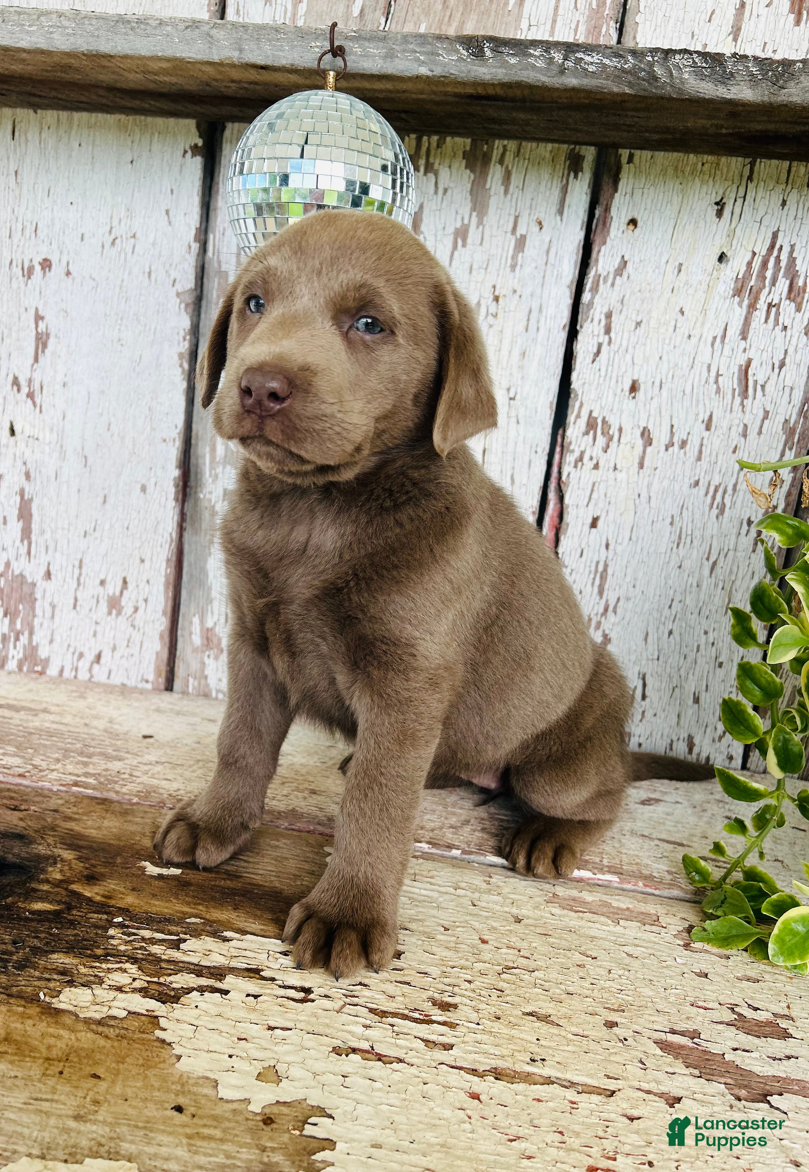 Labrador Retriever dogs April - Ad 2