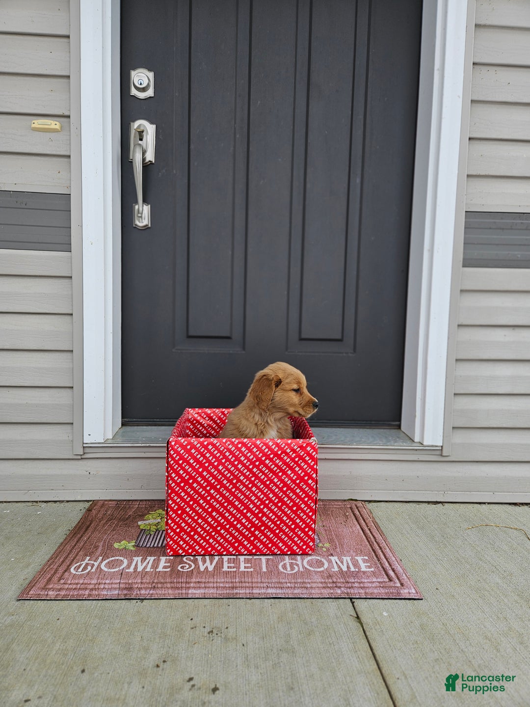 Golden Retriever dogs for sale: Cooper - Ad 5