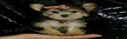 Morkie dogs for sale: Leah - Ad 1