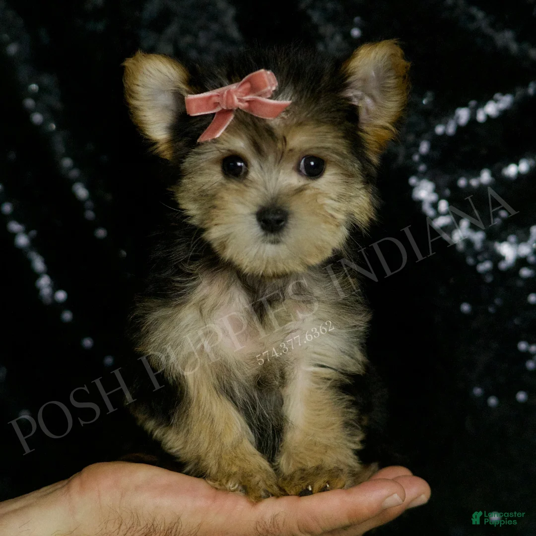 Morkie dogs for sale: Leah - Ad 1