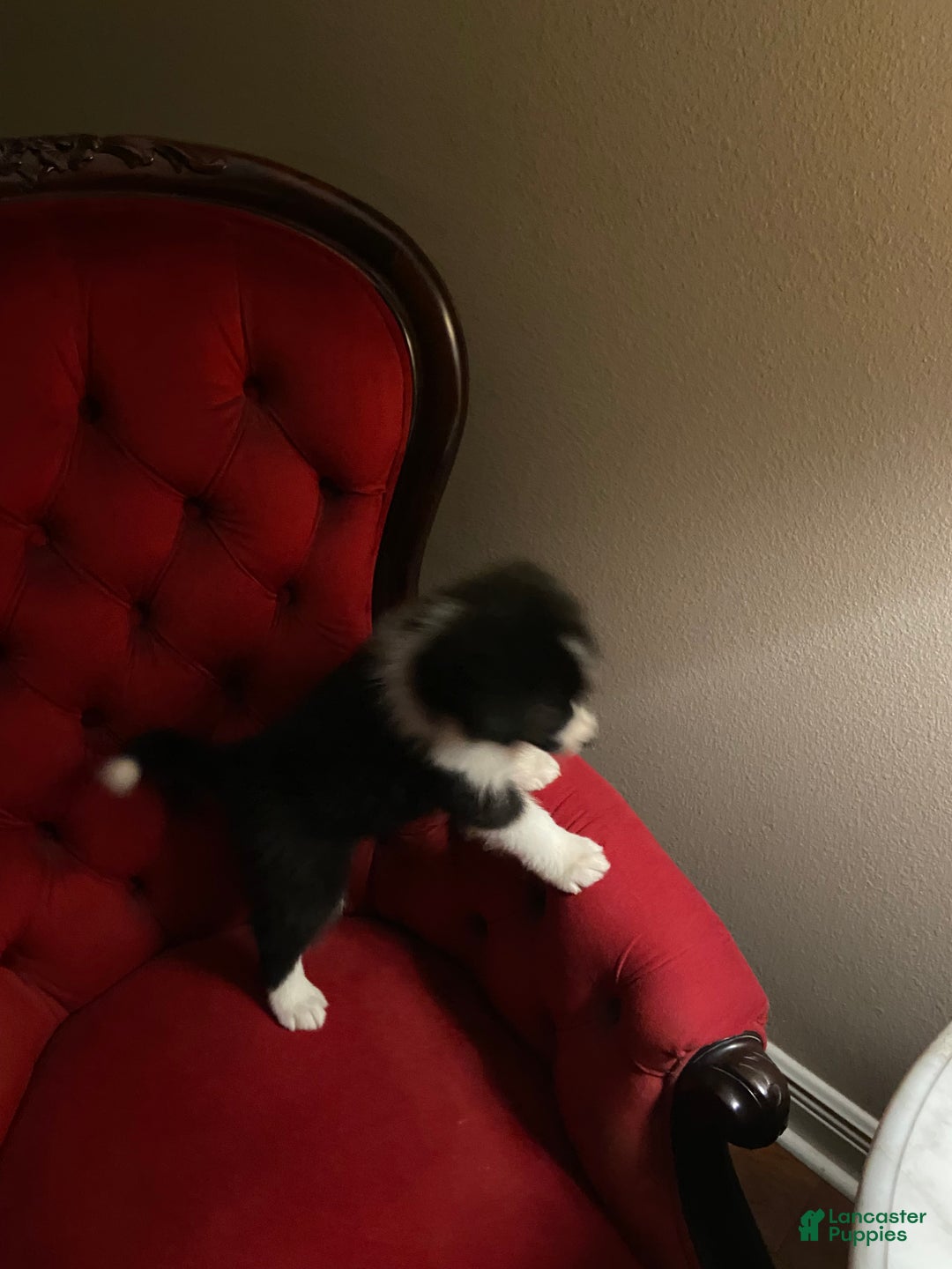 Mixed Breed dogs for sale: Mixed Breed Puppy 1 - Ad 3