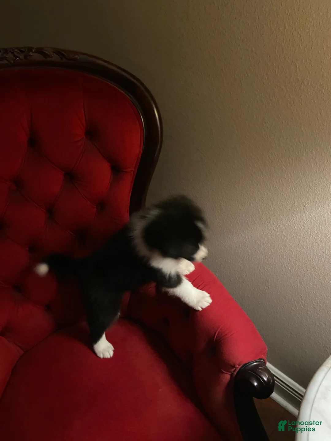 Mixed Breed dogs for sale: Mixed Breed Puppy 1 - Ad 3