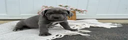 Cane Corso dogs for sale: Bianca - Ad 8