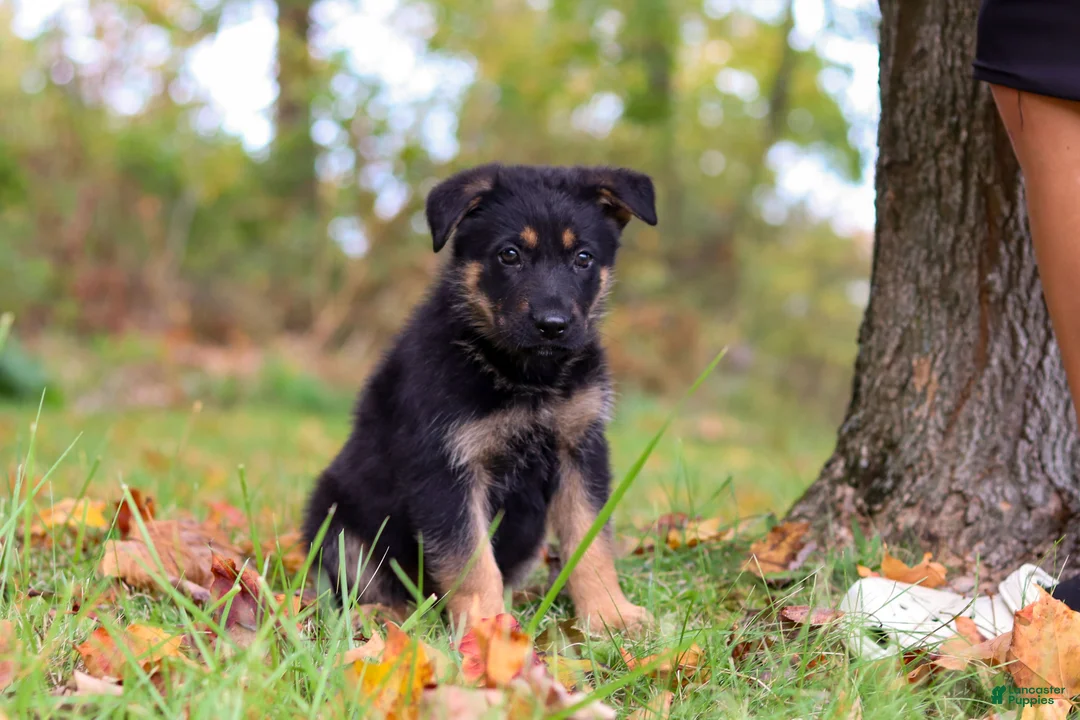 German Shepherd dogs for sale: Ronnie - Ad 1