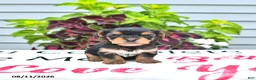 Yorkshire Terrier dogs for sale: Cooper - Ad 2