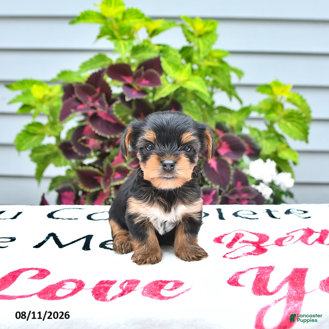 Yorkshire Terrier dogs for sale: Cooper - Ad 2