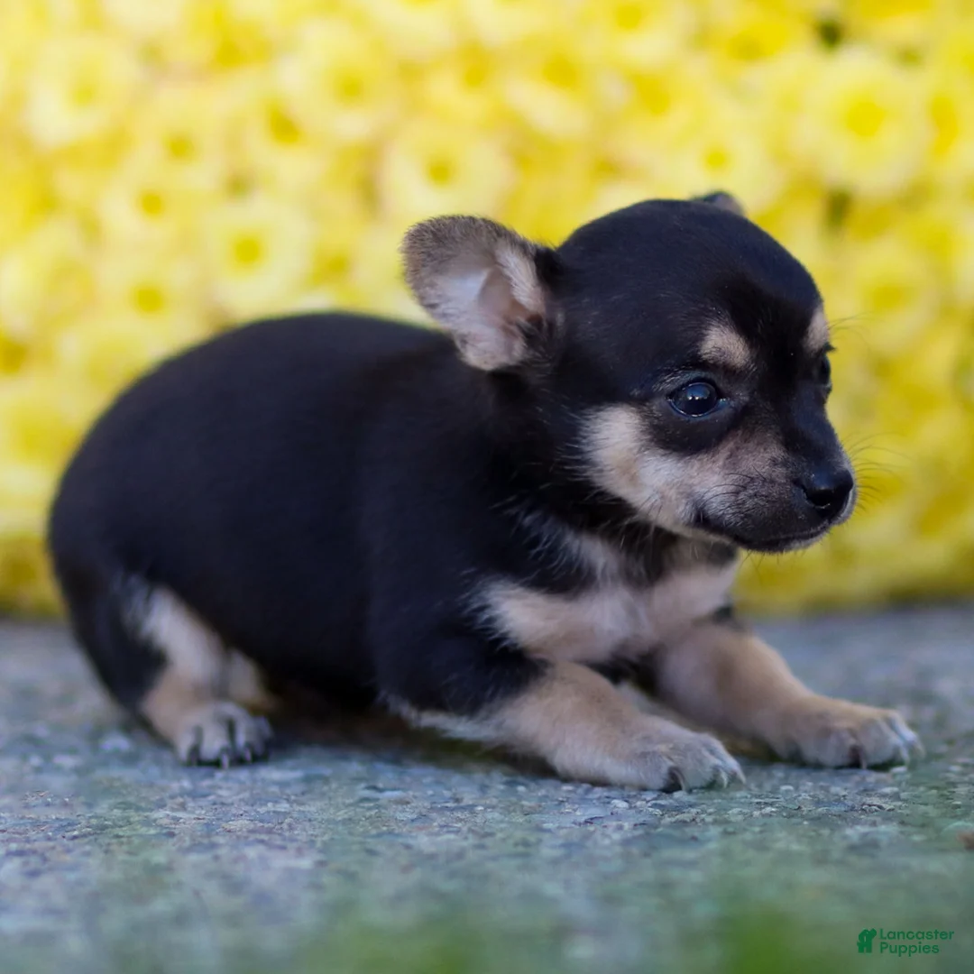 Chihuahua dogs for sale: Phoenix - Ad 28