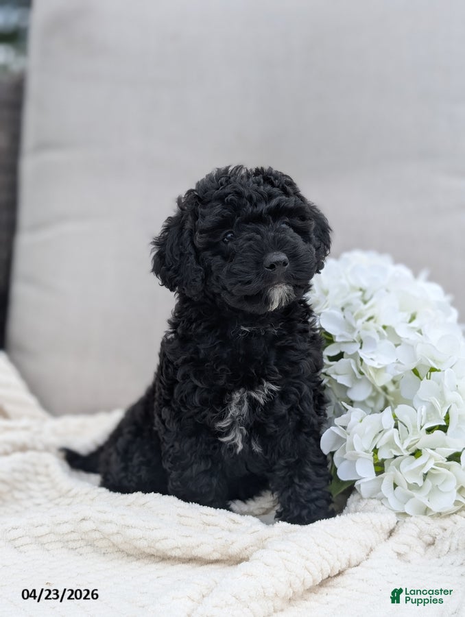 Whoodle dogs Wendy - Ad 2