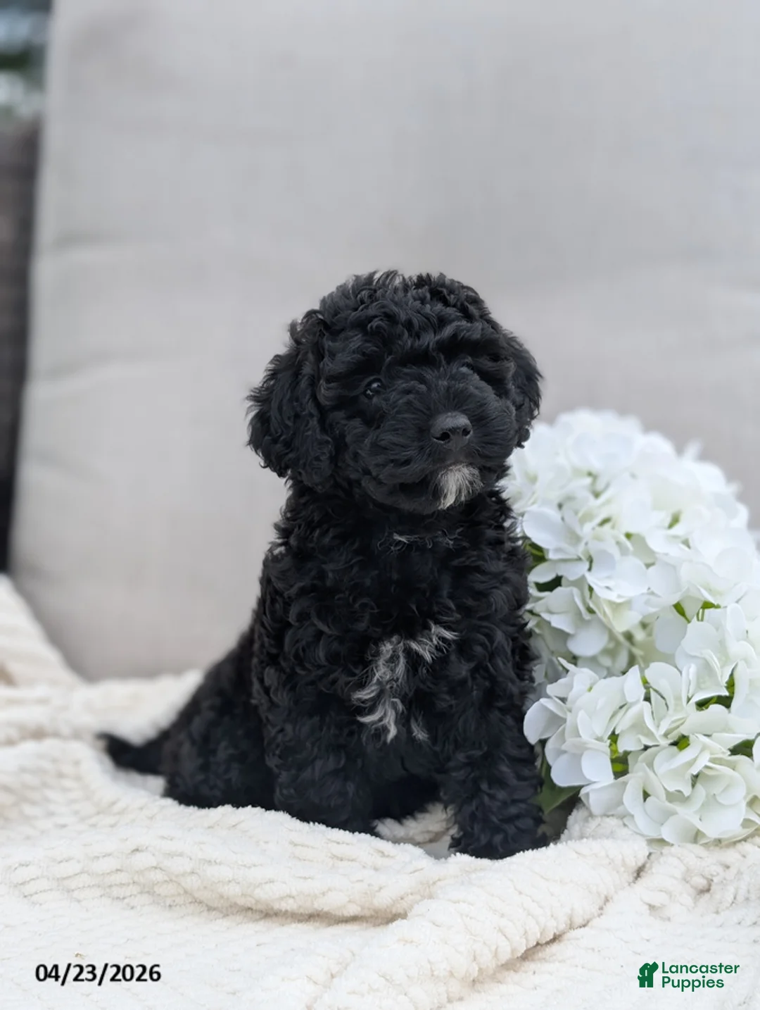 Whoodle dogs for sale: Wendy - Ad 2