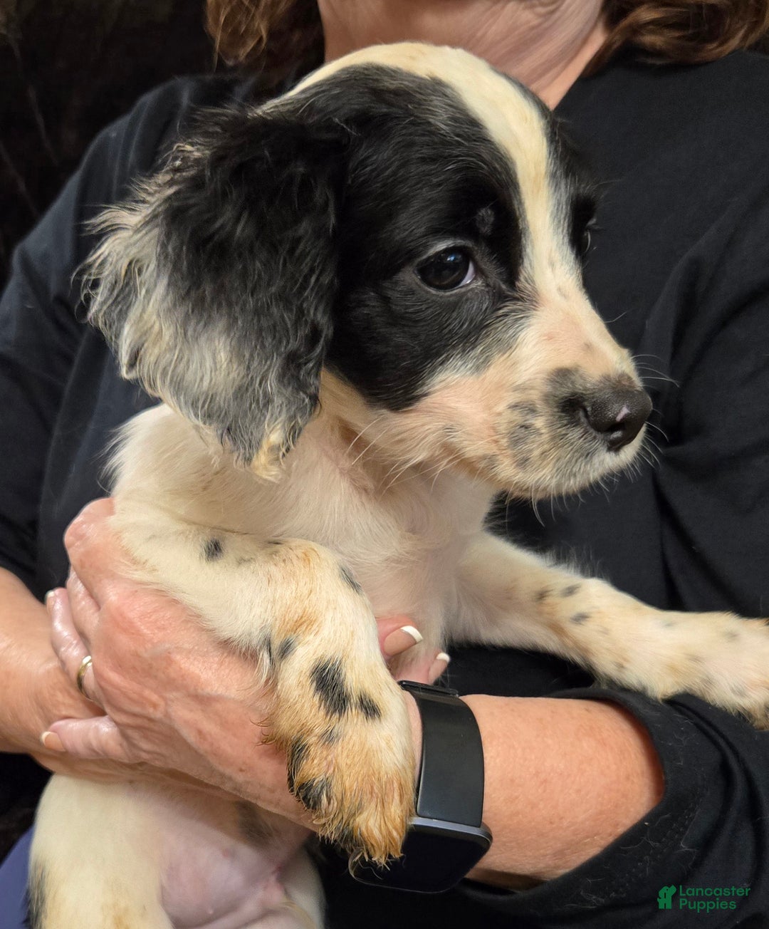 English Springer Spaniel dogs for sale: Marvin - Ad 1