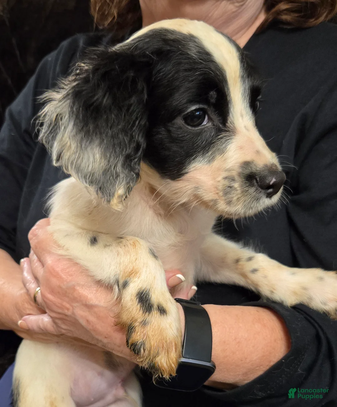 English Springer Spaniel dogs for sale: Marvin - Ad 1