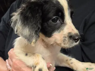 English Springer Spaniel dogs Marvin - Ad 15