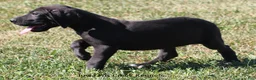 Great Dane dogs for sale: Sadie - Ad 7