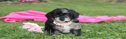 Miniature Poodle dogs for sale:  Bella - Ad 16