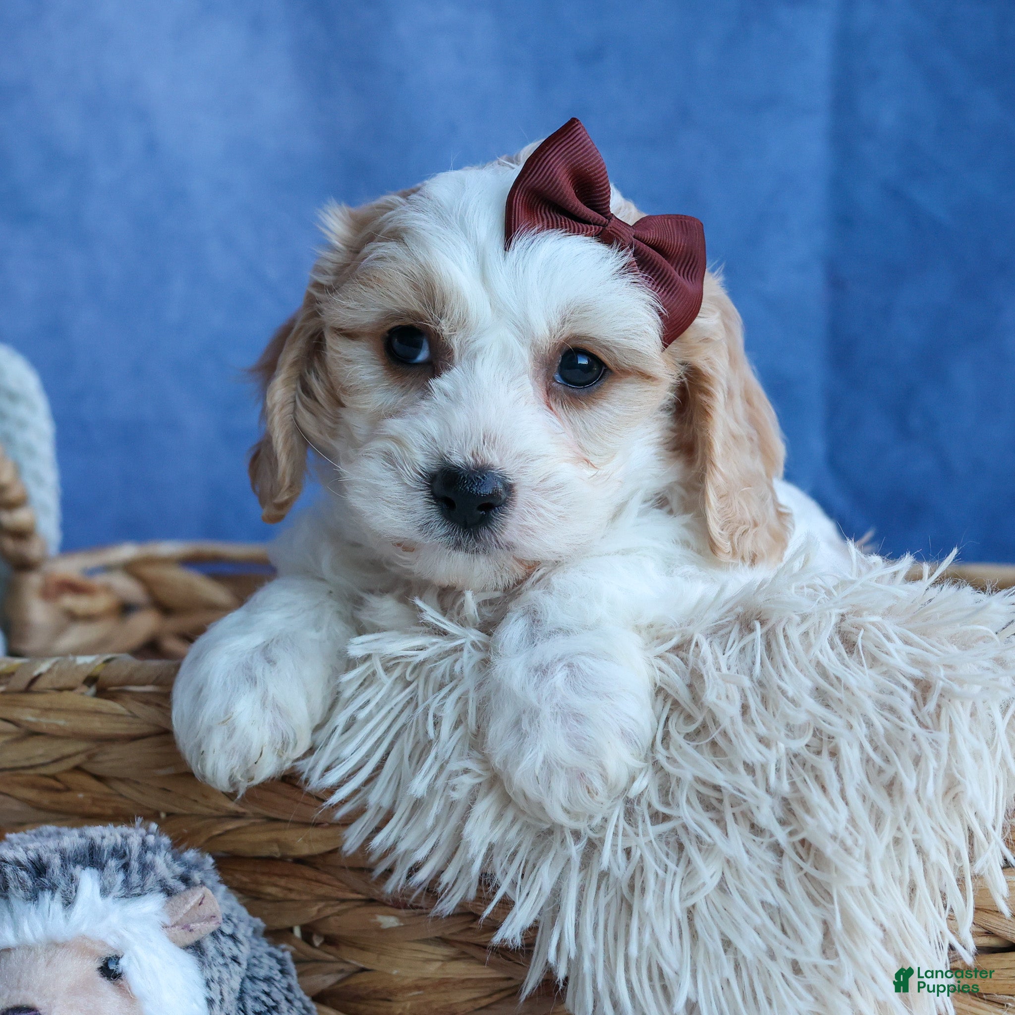 Cavachon dogs LONNIE - Ad 1