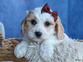 Cavachon dogs - Ad 9