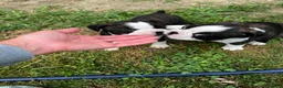 Boston Terrier dogs for sale: Boston Terrier 3 - Ad 4