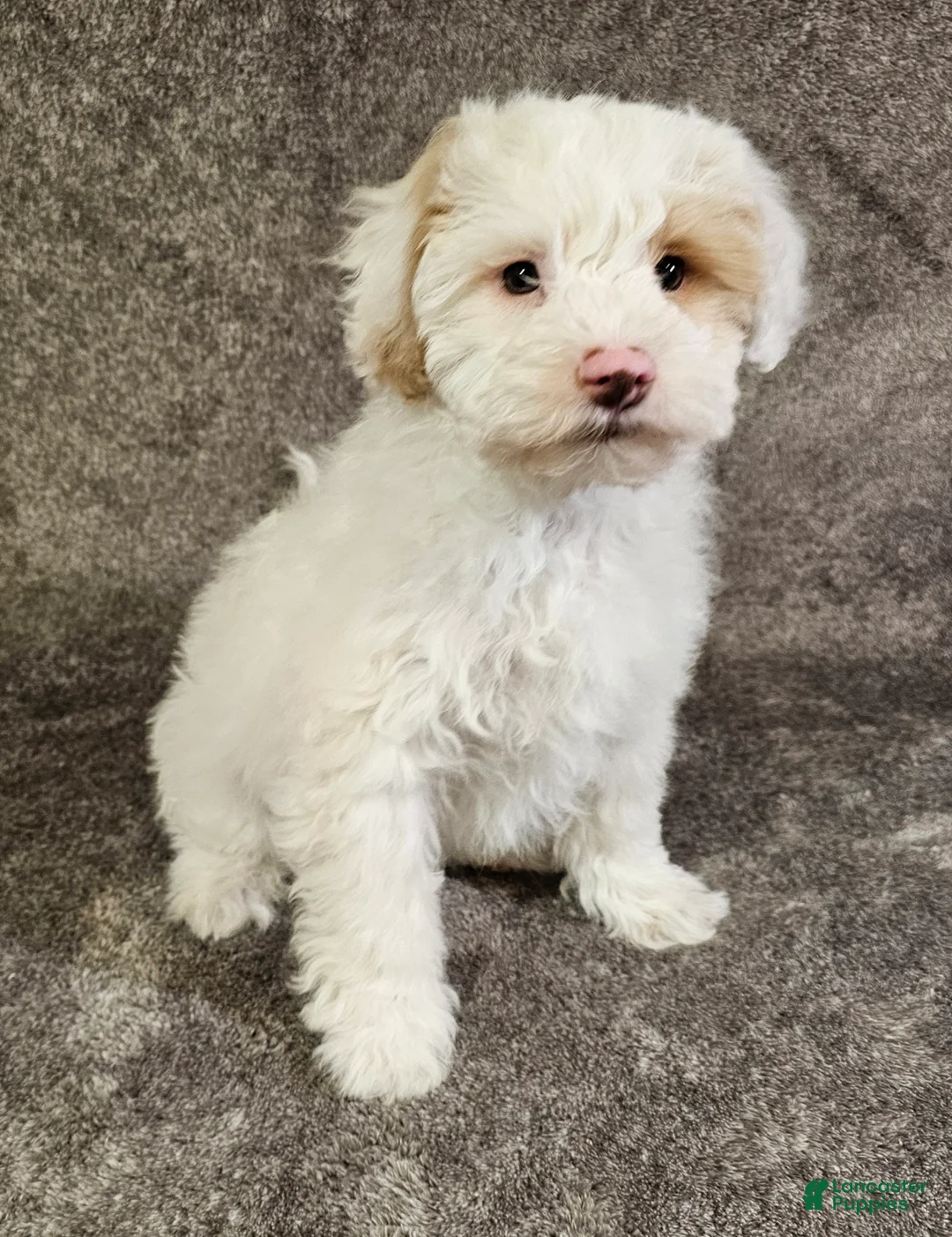 Schnoodle dogs for sale: Schnoodle Puppy 1 - Ad 1