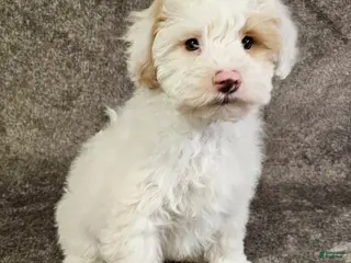 Schnoodle dogs for sale: Schnoodle Puppy 1 - Ad 3
