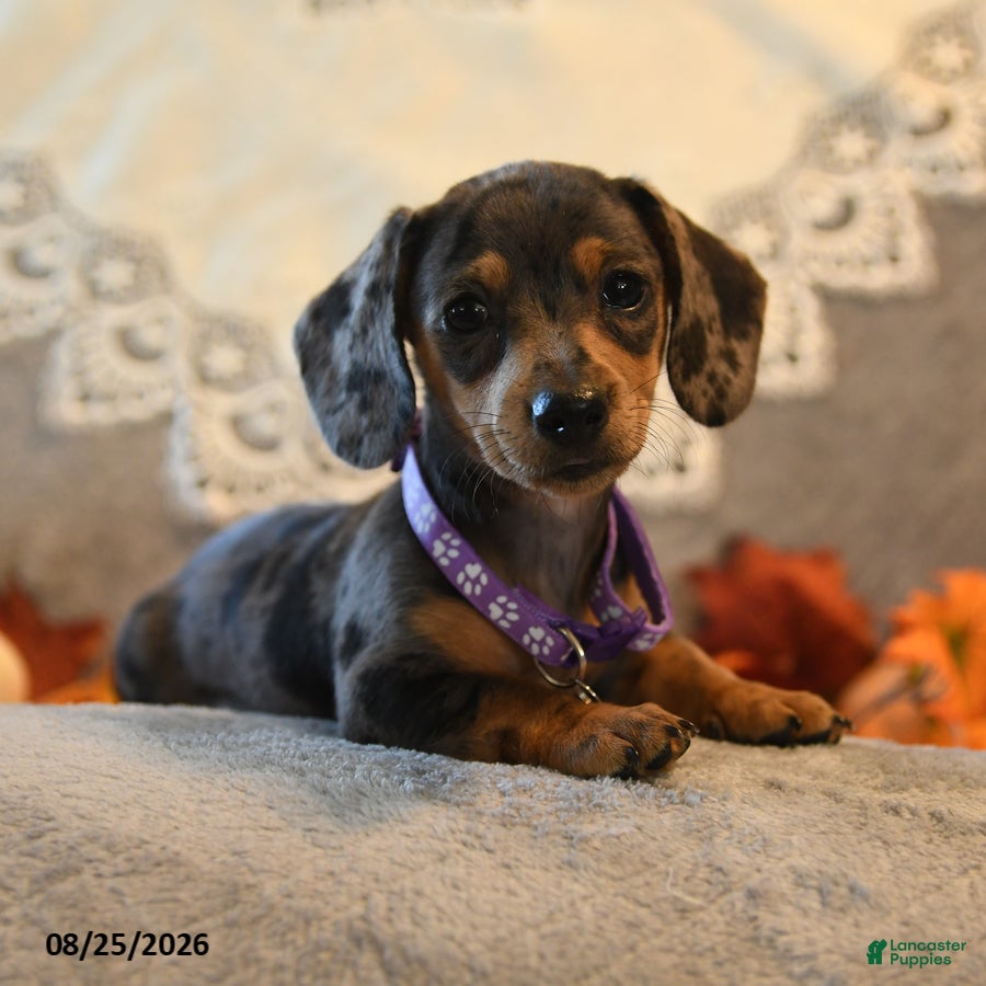 Dachshund dogs Pansy - Ad 2