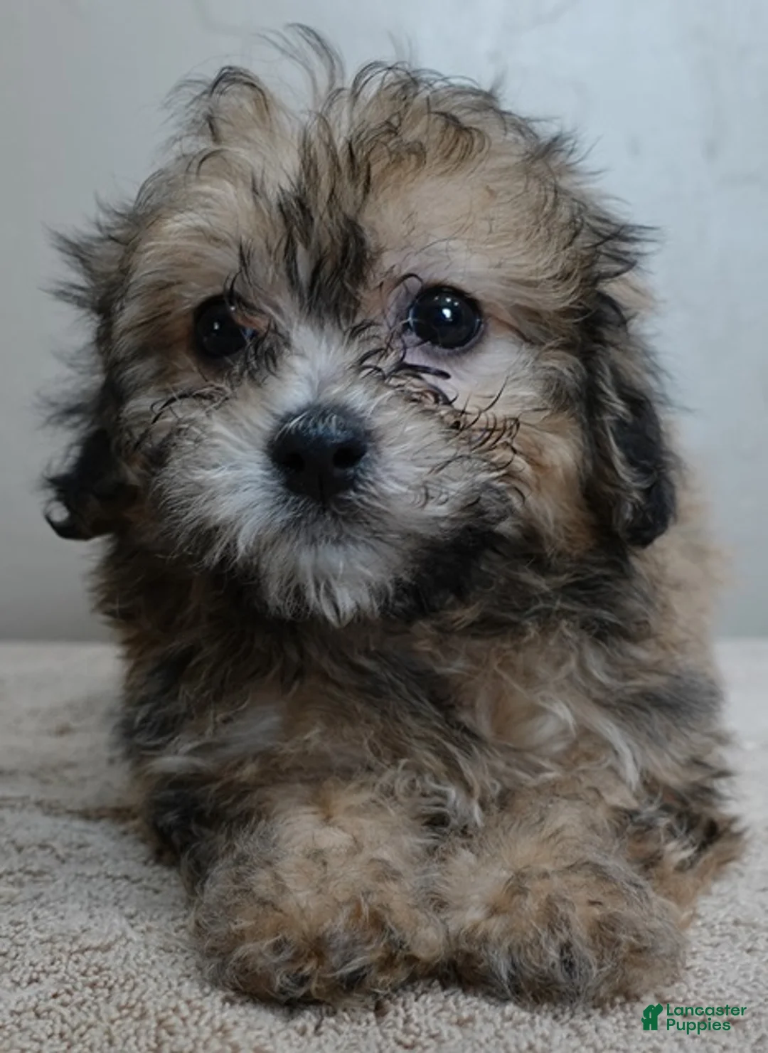 Maltipoo dogs for sale: Male Sale #6 - Ad 1