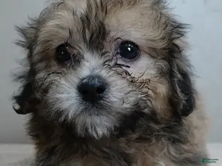 Maltipoo dogs Male Sale #6 - Ad 1