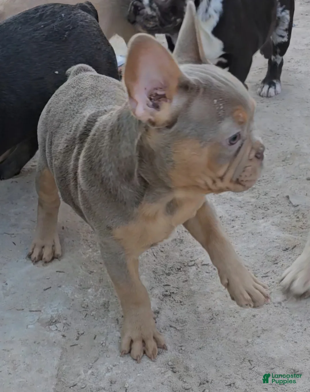 French Bulldog dogs for sale: French Bulldog Puppy 1 - Ad 5
