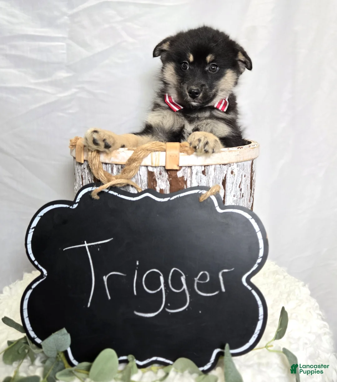 Pomsky dogs for sale: Trigger - Ad 4