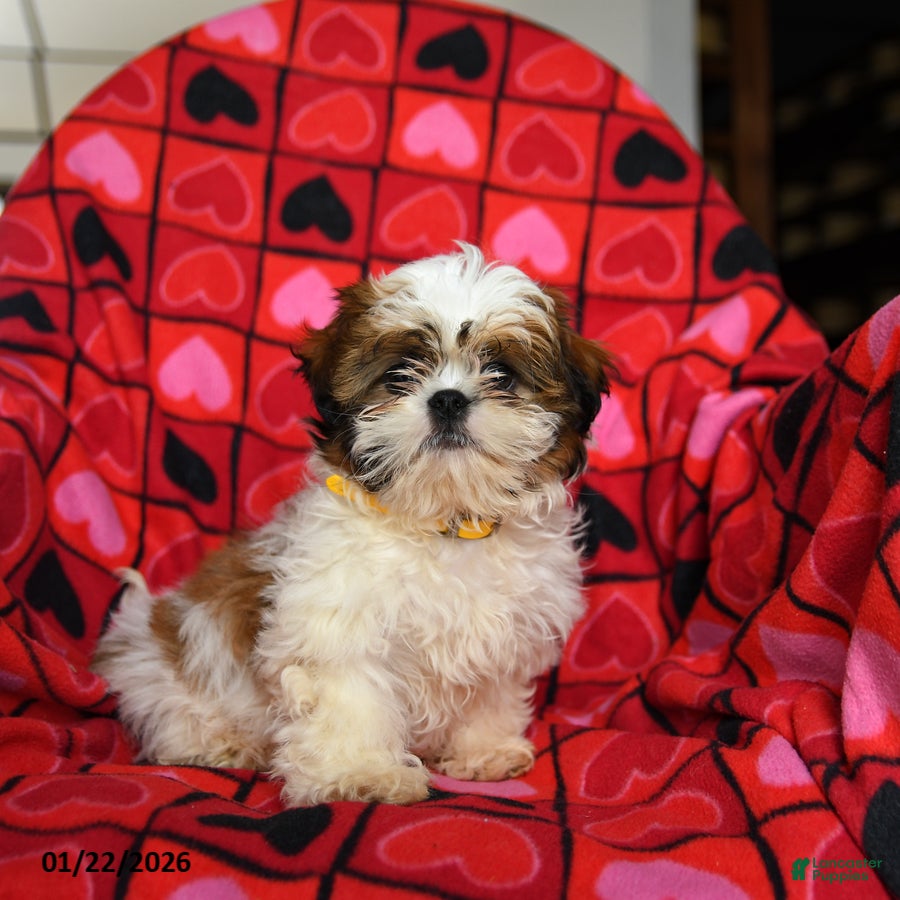 Shih Tzu dogs Holiday  - Ad 16
