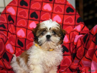 Shih Tzu dogs Holiday - Ad 16