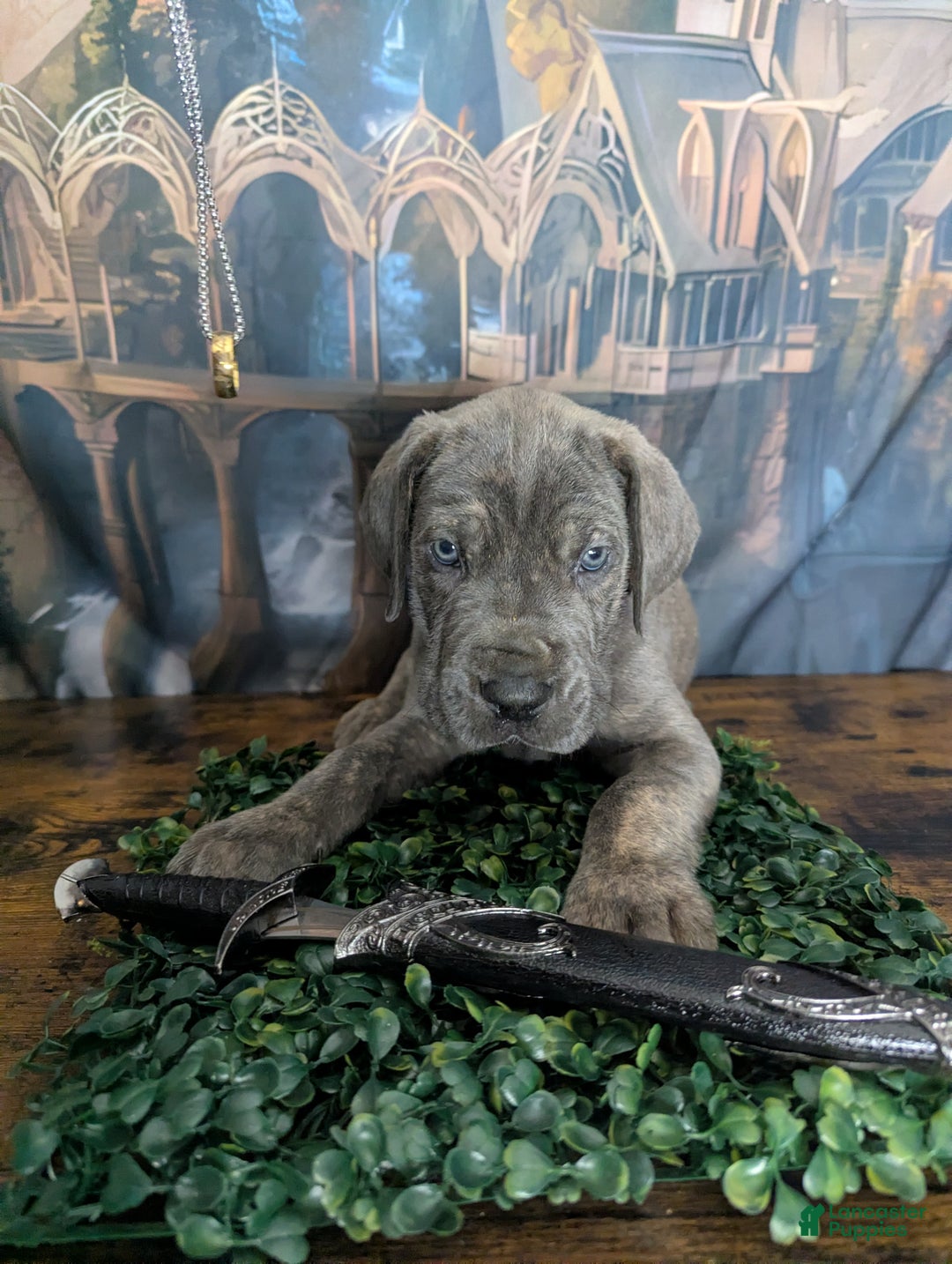 Great Dane dogs for sale: Gimli Male Blue Brindle Great Dane Puppy  - Ad 6