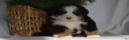Bernese Mountain Dog dogs for sale: Ember - Ad 4