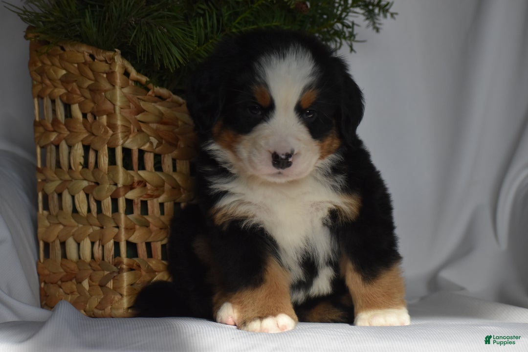 Bernese Mountain Dog dogs for sale: Ember - Ad 4