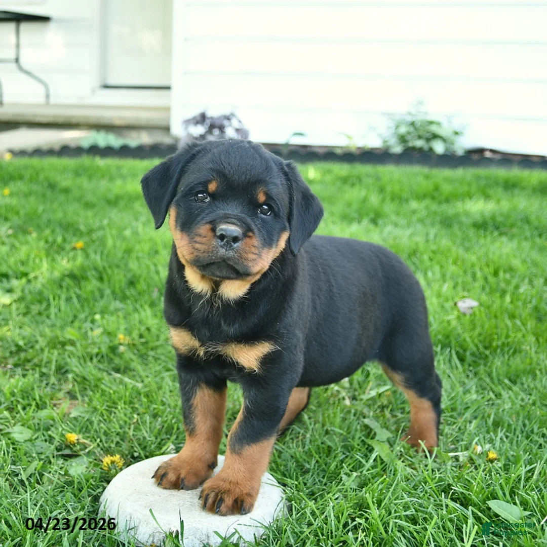 Rottweiler dogs for sale: Bonnie  - Ad 1