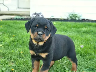 Rottweiler dogs for sale: Bonnie - Ad 3