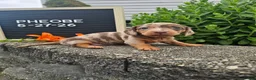 Miniature Dachshund dogs for sale: Phoebe - Ad 7