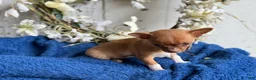 Chihuahua dogs for sale: Rubi - Ad 8