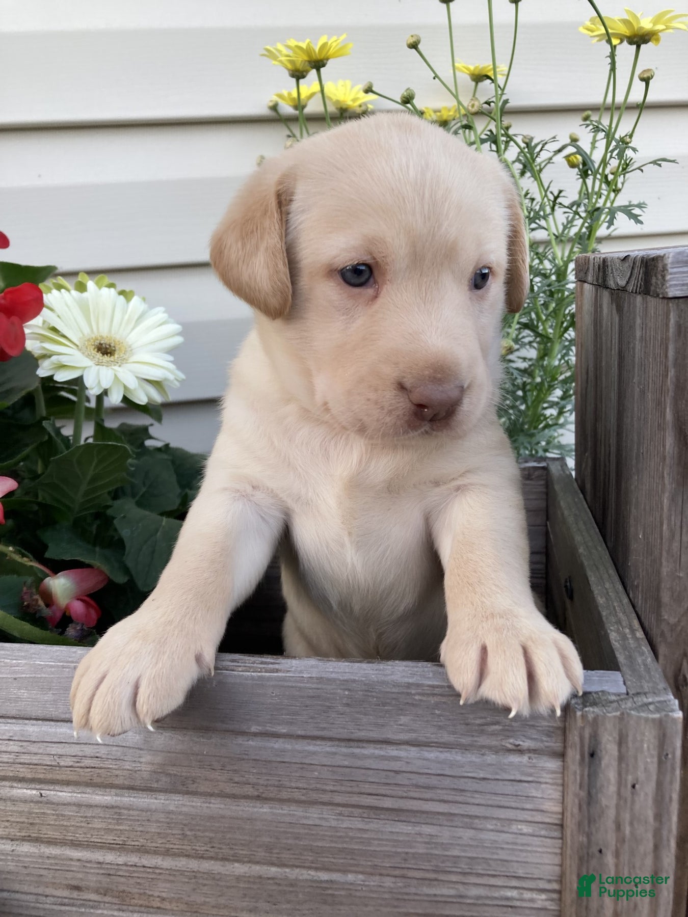 Labrador Retriever dogs for sale: Mandy - Ad 3